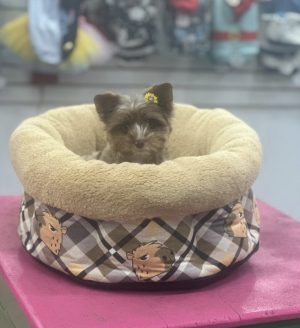 Cama Capivara (ultima)